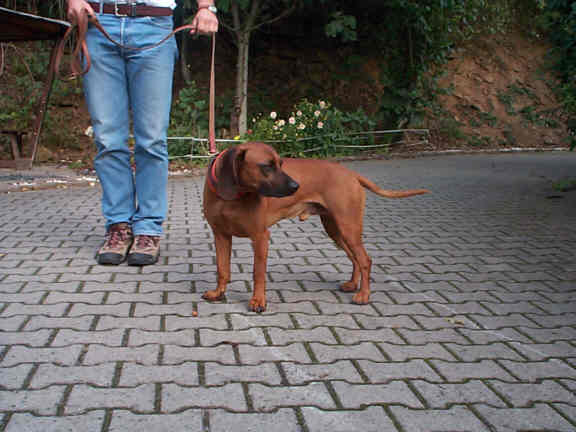 Der Bayerische Gebirgsschweihund