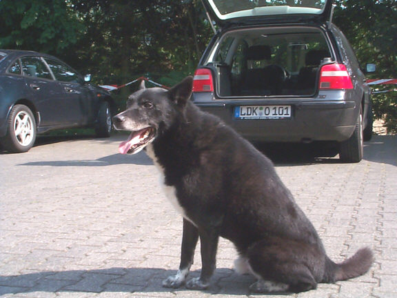 Der Karelische Brenhund