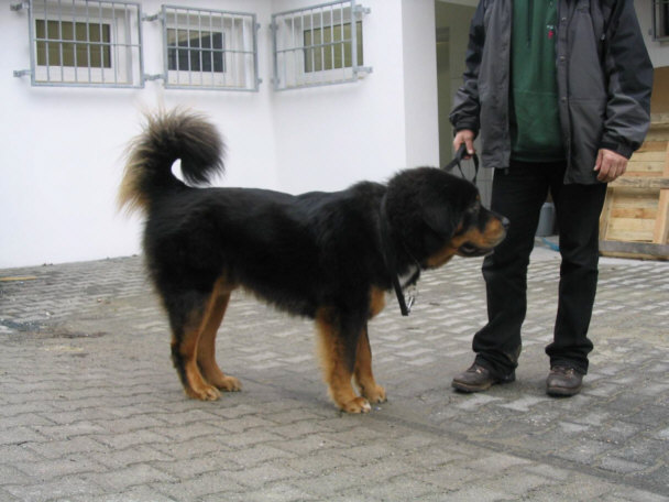 Der Tibet Mastiff