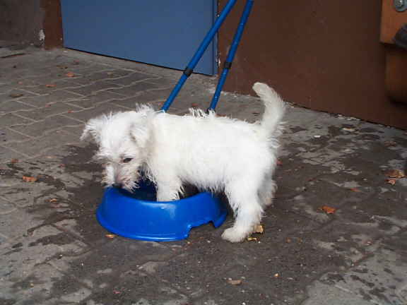 Der Westhighland White Terrier